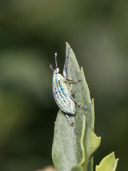 Platyaspistes argentinensis