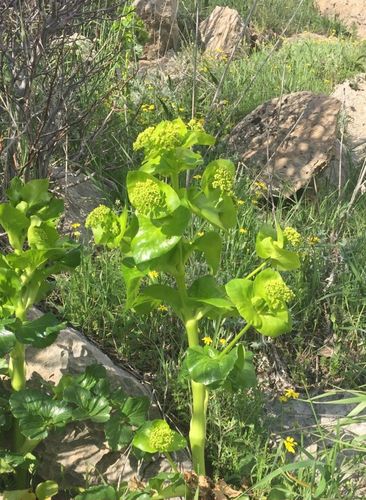 Smyrnium cordifolium