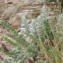 Teucrium aureum
