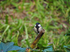 Parus major