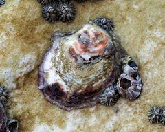 Saccostrea