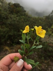 Columellia