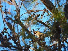 Carduelis carduelis