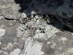 Senecio hederiformis