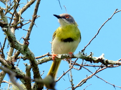 Apalis flavida neglecta