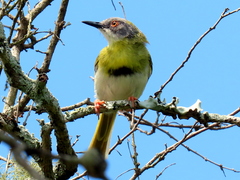 Apalis flavida neglecta