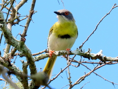 Apalis flavida neglecta