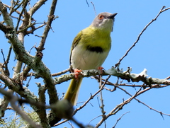 Apalis flavida neglecta