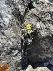 Senecio hederiformis