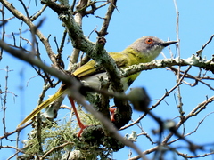 Apalis flavida neglecta