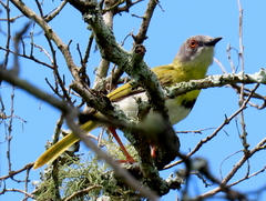 Apalis flavida neglecta