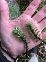 Fernandezia