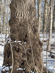 Liriodendron tulipifera