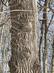 Liriodendron tulipifera