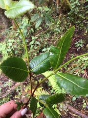 Weinmannia crassifolia