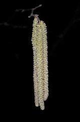 Corylus avellana