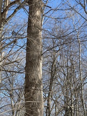 Liriodendron tulipifera