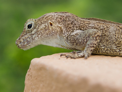 Anolis cristatellus cristatellus