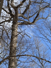 Liriodendron tulipifera
