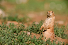 Cynomys ludovicianus