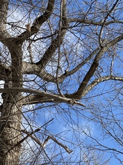 Liriodendron tulipifera