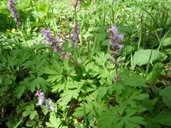 Corydalis cava cava