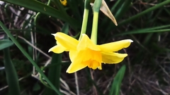 Narcissus jonquilla