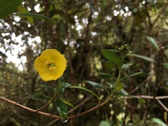 Columellia