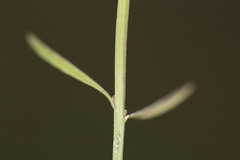 Agalinis skinneriana