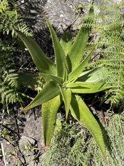 Aloe affinis