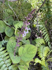Plectranthus rubropunctatus