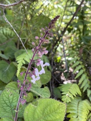 Plectranthus rubropunctatus