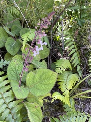 Plectranthus rubropunctatus
