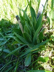 Silene scouleri scouleri