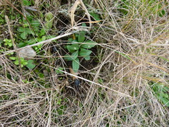 Silene scouleri scouleri