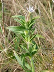 Silene scouleri scouleri