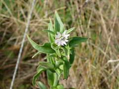 Silene scouleri scouleri