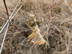 Silene scouleri scouleri