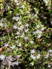 Otiophora cupheoides