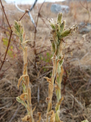 Silene scouleri scouleri
