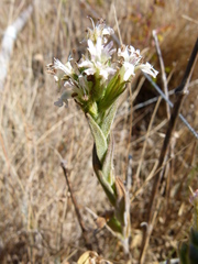 Silene scouleri scouleri