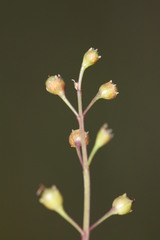 Agalinis skinneriana