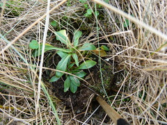 Silene scouleri scouleri