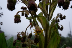 Dendrosenecio