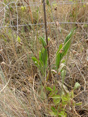 Silene scouleri scouleri