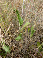 Silene scouleri scouleri