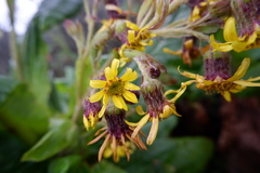 Dendrosenecio