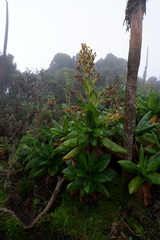 Dendrosenecio