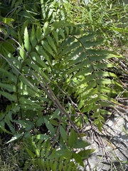 Asplenium friesiorum