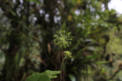 Hydrocotyle acutifolia